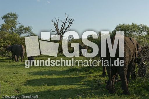 Afrikanischer Elefant (94 von 131).jpg